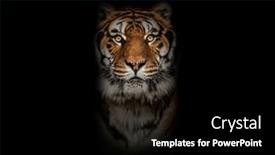  Presentation with tiger - PPT theme with tiger-looking-at-the-camera background and a black colored foreground