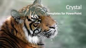  Presentation with siberian tiger taken - PPT theme having tiger looking up with green background and a gray colored foreground