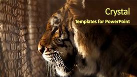  Presentation with cage - Cool new slide set with tiger looks out from cage backdrop and a tawny brown colored foreground