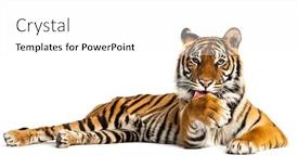  Presentation with paw - Presentation consisting of tiger-lying-down-and-cleaning background and a white colored foreground