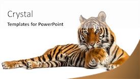  Presentation with tiger - Colorful presentation theme enhanced with tiger-lying-down-cleanning-itself backdrop and a white colored foreground