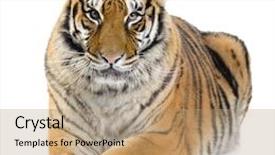  Presentation with tiger - Presentation theme with tiger lying down in front background and a coral colored foreground