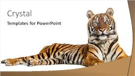  Presentation with tiger - Beautiful slide set featuring tiger-lying-down-isolated backdrop and a white colored foreground