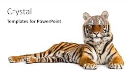  Presentation with tiger - Slide deck enhanced with tiger-lying-down-isolated background and a white colored foreground