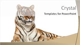  Presentation with tiger - Presentation consisting of tiger-lying-down-isolated background and a white colored foreground