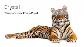  Presentation with tiger - Audience pleasing PPT theme consisting of tiger-lying-down-isolated backdrop and a white colored foreground