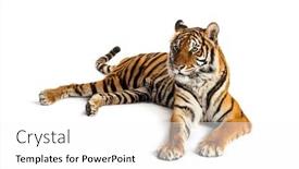  Presentation with tiger - Amazing presentation having tiger-lying-down-isolated backdrop and a white colored foreground