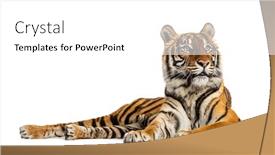  Presentation with tiger - Slide set having tiger-lying-down-isolated background and a white colored foreground