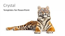  Presentation with tiger - Presentation enhanced with tiger-lying-down-looking-away background and a white colored foreground