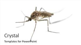  Presentation with mosquito - Cool new slides with tiger mosquito isolated on white backdrop and a white colored foreground