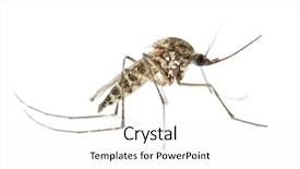  Presentation with mosquito - Slide deck enhanced with tiger mosquito isolated on white background and a white colored foreground