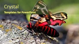  Presentation with moth - Presentation consisting of tiger-moth-in-natuiral-habitat background and a tawny brown colored foreground