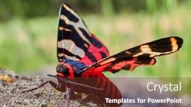  Presentation with moth - Beautiful PPT layouts featuring tiger-moth-in-natuiral-habitat backdrop and a tawny brown colored foreground
