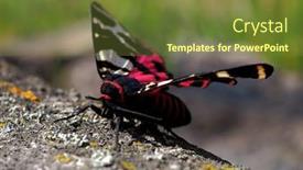  Presentation with moth - Slide deck with tiger-moth-in-natuiral-habitat background and a tawny brown colored foreground