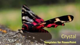  Presentation with moth - PPT theme having tiger-moth-in-natuiral-habitat background and a tawny brown colored foreground