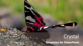  Presentation with moth - Colorful presentation theme enhanced with tiger-moth-in-natuiral-habitat backdrop and a gray colored foreground