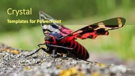 Presentation with moth - Audience pleasing presentation theme consisting of tiger-moth-in-natuiral-habitat backdrop and a tawny brown colored foreground