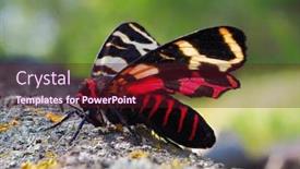  Presentation with moth - PPT layouts having tiger-moth-in-natuiral-habitat background and a wine colored foreground
