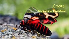  Presentation with moth - Theme having tiger-moth-in-natuiral-habitat background and a tawny brown colored foreground