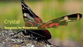  Presentation with moth - Amazing slide deck having tiger-moth-in-natuiral-habitat backdrop and a tawny brown colored foreground