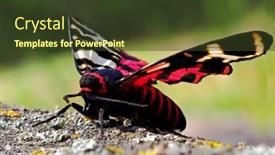  Presentation with moth - Slide deck with tiger-moth-in-natuiral-habitat background and a tawny brown colored foreground