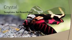  Presentation with moth - Slides having tiger-moth-in-natuiral-habitat background and a seafoam green colored foreground