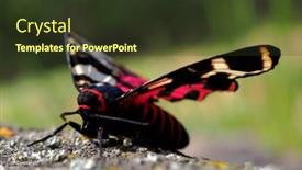  Presentation with moth - Presentation design having tiger-moth-in-natuiral-habitat background and a tawny brown colored foreground