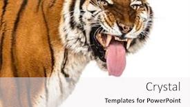  Presentation with tiger - Slide set with tiger-mouth-open-sniffing background and a white colored foreground