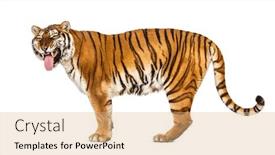  Presentation with tiger - PPT theme having tiger-mouth-open-sniffing background and a coral colored foreground