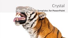  Presentation with tiger - Beautiful PPT layouts featuring tiger-mouth-open-sniffing backdrop and a white colored foreground