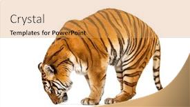  Presentation with tiger - Beautiful PPT theme featuring tiger-mouth-open-sniffing backdrop and a yellow colored foreground