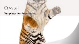  Presentation with tiger - Beautiful presentation design featuring tiger-on-hind-legs-isolated backdrop and a lemonade colored foreground