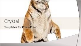  Presentation with tiger - Amazing slide set having tiger-on-hind-legs-isolated backdrop and a lemonade colored foreground