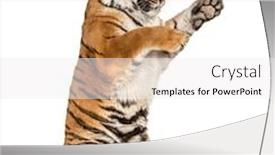  Presentation with tiger - Beautiful slide set featuring tiger-on-hind-legs-pawing backdrop and a white colored foreground