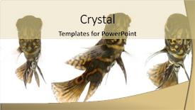  Presentation with oscar - Colorful presentation design enhanced with tiger oscar fish are looking backdrop and a blonde colored foreground