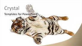  Presentation with tiger - Colorful slide set enhanced with tiger-playing-on-its-back backdrop and a white colored foreground