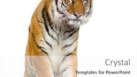  Presentation with tiger - Colorful presentation theme enhanced with all my pictures are taken backdrop and a white colored foreground