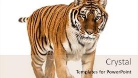  Presentation with tiger - Beautiful PPT theme featuring tiger-prowling-and-approaching-isolated backdrop and a coral colored foreground