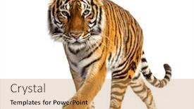  Presentation with tiger - Colorful presentation design enhanced with tiger-prowling-and-approaching-isolated backdrop and a yellow colored foreground