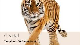  Presentation with tiger - Audience pleasing slide set consisting of tiger-prowling-and-approaching-isolated backdrop and a yellow colored foreground