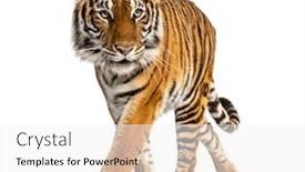  Presentation with tiger - Slide set enhanced with tiger-prowling-and-approaching-isolated background and a white colored foreground