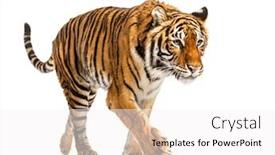  Presentation with tiger - Presentation theme with tiger-prowling-and-approaching-isolated background and a white colored foreground