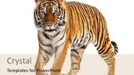  Presentation with tiger - Presentation design featuring tiger-prowling-approaching-and-looking background and a coral colored foreground