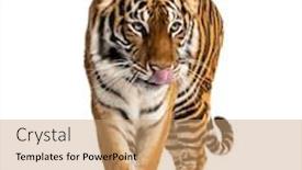  Presentation with sumatran tiger panthera tigris sumatrae - Presentation with tiger-prowling-big-cat-isolated background and a coral colored foreground