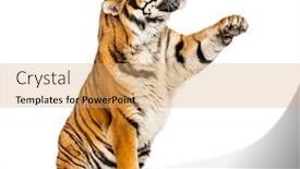  Presentation with tiger - Colorful presentation enhanced with tiger-reaching-pawing-up-isolated backdrop and a coral colored foreground