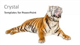  Presentation with roaring - Amazing slide set having tiger-roaring-lying-down-isolated backdrop and a white colored foreground