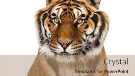  Presentation with tiger - Slide set enhanced with tiger-s-head-portrait-close background and a coral colored foreground