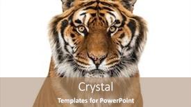  Presentation with tiger - Presentation theme consisting of tiger-s-head-portrait-close background and a coral colored foreground