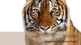  Presentation with tiger - Amazing presentation design having tiger-s-head-portrait-close backdrop and a coral colored foreground