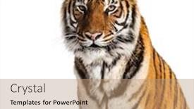  Presentation with tiger - Presentation design with tiger-s-head-portrait-close background and a coral colored foreground